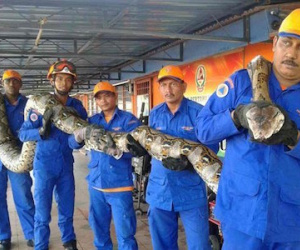 Phát hiện mãng xà khổng lồ dài nhất thế giới ở Malaysia