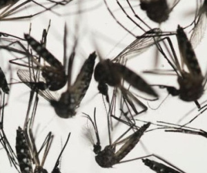 Phát hiện mới: Virus Zika có thể tấn công cả não người lớn