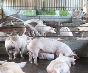 Thương lái Trung Quốc đang "ráo riết" thu mua lợn Việt Nam