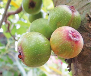 Quả sung chữa bệnh trĩ, khản tiếng, ho khan không đờm