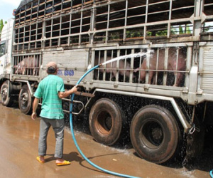 Trung Quốc nhập heo mỡ của Việt Nam để tránh chất cấm?