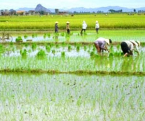 Đang đi cấy hộ, em dâu bị anh chồng chém tử vong ngay dưới ruộng