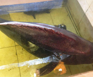 Cá mú nghệ nặng gần 100kg bán ở Sài Gòn