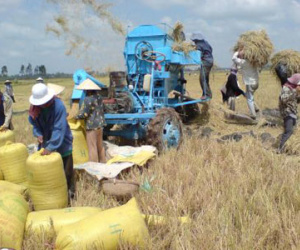 Gạo Việt rồi chỉ bán được cho người nghèo
