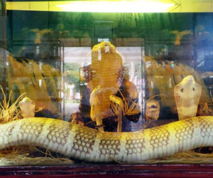 Con hổ mang chúa “vô địch” ở trại rắn lớn nhất Việt Nam