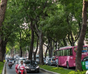 TPHCM di dời 14 cây xanh trên đường Tôn Đức Thắng để xây metro