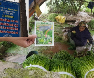 Sự thật khủng khiếp ở vựa rau an toàn cung ứng chợ đầu mối Thủ đô