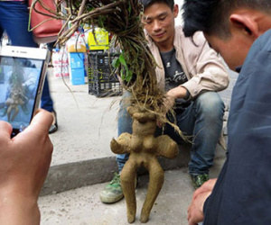 Kỳ lạ rễ cây mang hình dáng phụ nữ khỏa thân được bán với giá khủng