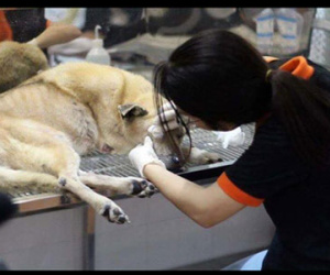 Trạm cứu hộ ở Hà Nội khẳng định không bán chó mèo cho lò mổ