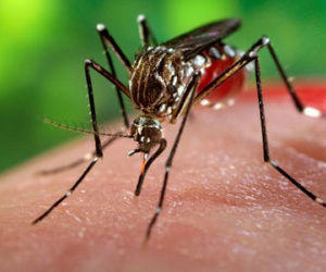 2,2 tỷ người sống ở vùng có nguy cơ thành ổ dịch Zika