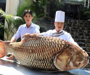 Cá hô 119 kg từ Campuchia về nhà hàng ở TPHCM