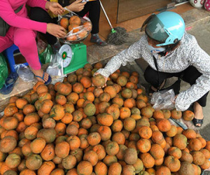Sự thật cam Hà Giang quấn nilon ngập chợ Hà Nội