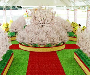 Tổ chức lễ hội hoa anh đào ở Đồng Nai