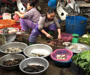 Đại nạn cá chết, hậu quả lan ra đến Hà Nội