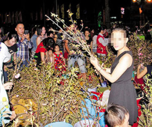 Tranh nhau lấy hoa đào dù ban tổ chức van xin