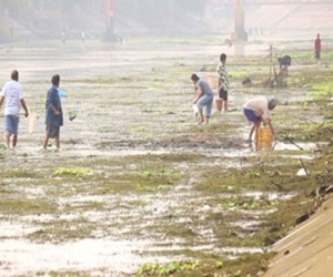 Hiện tượng cá chết hàng loạt năm 2016: Sự trùng lặp ở nhiều nước cũng vào tháng 4