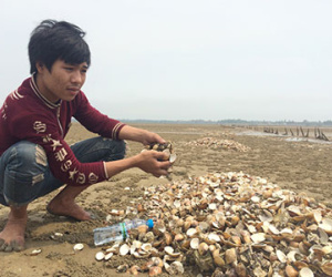 Hơn 60 tấn ngao chết trắng biển Hà Tĩnh