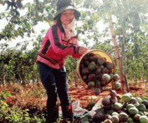 Chanh dây giảm giá cực mạnh do Trung Quốc ngưng mua