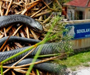 Malaysia: Nắng nóng bất thường, hơn 700 người bị rắn cắn