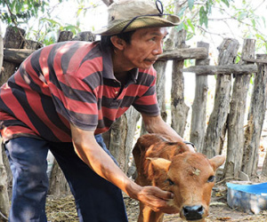 Người dân bất lực nhìn hàng trăm con bò chết vì đại hạn