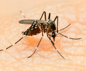 Người Mỹ đầu tiên chết do virus Zika