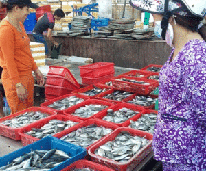 Đà Nẵng: Kiểm tra tất cả các lô cá trước khi đưa đến điểm bán cá sạch