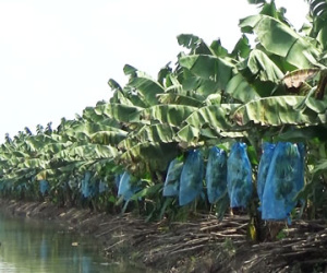 Nông trường Sông Hậu đang "hấp hối"