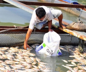Dừng tính lãi suất cho ngư dân bị ảnh hưởng cá chết