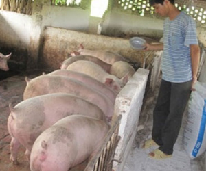 Trung Quốc mua gom lợn, người dân nên thận trọng