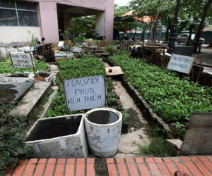 Hà Nội: Dân trồng rau sạch rồi dọa "mới phun thuốc"