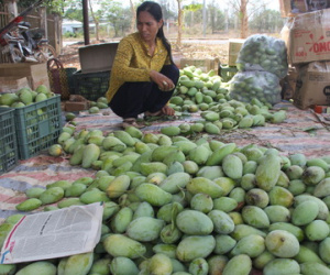 1.000 đồng một kg xoài "ba mùa mưa"