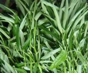 3 "không" khi ăn rau muống ai cũng phải nhớ