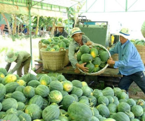 Trái cây miền Tây sốt giá vì nắng nóng