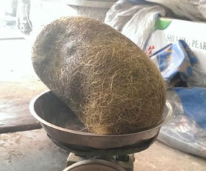 Hà Nội: Mổ heo ăn giỗ, phát hiện "cát lợn" khủng 2,8kg
