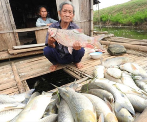 Hơn chục tấn cá chết như ngả rạ trên sông Bưởi