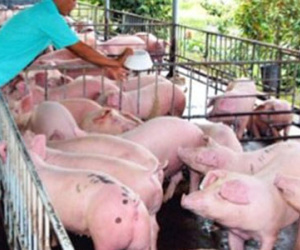 Ồ ạt xuất lợn hơi đi Trung Quốc: Cục trưởng Chăn nuôi: "Trung Quốc dừng mua là chết!"