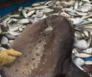 Cá mặt trăng nặng hơn 100kg mắc lưới ngư dân Nghệ An