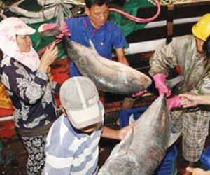Kiểm tra nước biển bằng "phép thử" 10 vạn con tôm