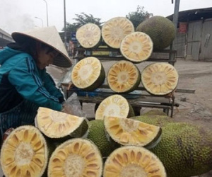 Hóa chất biến mít xanh non thành mít chín vàng thơm lừng sau 24g: Bán tràn lan, mua dễ dàng
