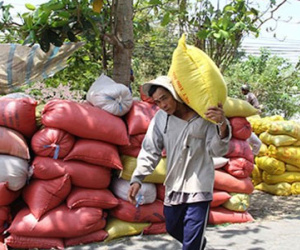 Thái Lan xả kho gạo khổng lồ, gạo Việt "nín thở"