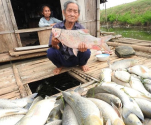 Thanh Hóa báo cáo Thủ tướng vụ cá chết trên sông