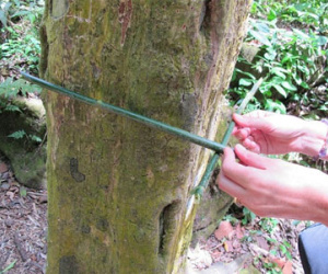 Thung lũng kỳ lạ tràn ngập những cây có thân hình vuông