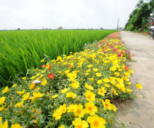 Con đường hoa mười giờ rực rỡ dài 3 km ở Nam Định