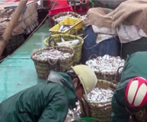 Công an điều tra người tung tin hải sản bị chết trắng