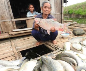 Người nuôi cá sông Bưởi: "Cá chết hết rồi, lấy gì mà ăn"