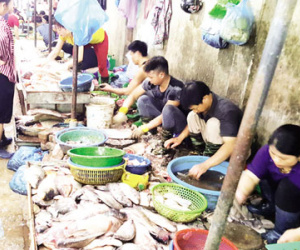 Tấp nập khách "săn" cá ươn giá rẻ tại chợ thực phẩm Hà Nội
