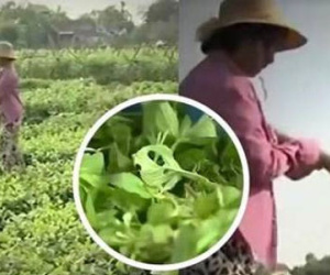 Clip: 1 nghìn đồng 3 bó không ai mua sau clip "Cây chổi quét rau"
