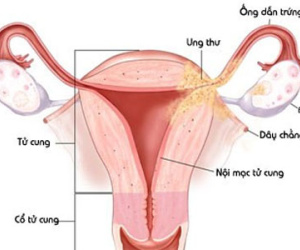 Khám phá bí mật bộ máy sinh sản của phụ nữ