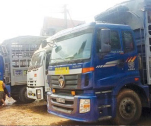 Thương lái Trung Quốc lật kèo, người nuôi lợn lao đao