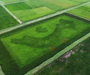 Bản đồ Việt Nam trên cánh đồng lúa ở Nghệ An